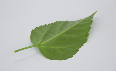 green Lanang Ecoprint whit background white