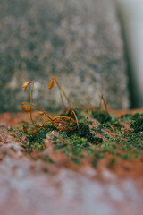 Moss on a brick
