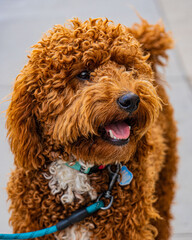 Fluffy curly haired poodle puppy