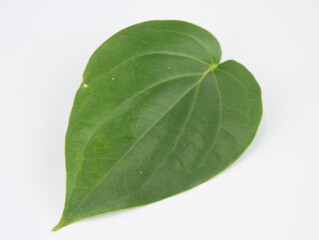 beautiful green betel leaf