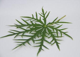 green Distance tintir closeup