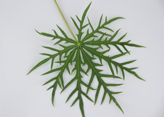 green papaya leaf at closeup photos