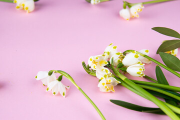 snowdrop flowers on a pink background
