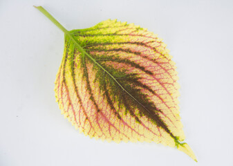 beautiful yellow leaves