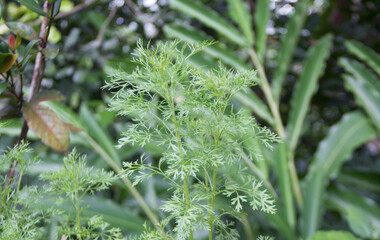 green Southernwood leaf at garden