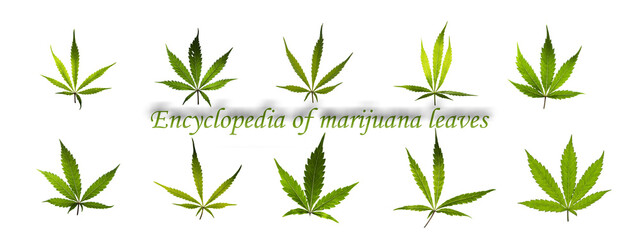 Sign Encyclopedia of marijuana leaves with white backgound and color leaves