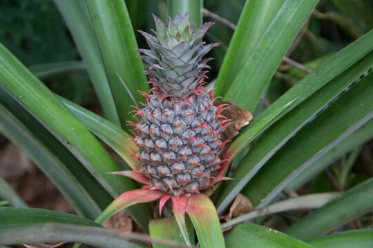 beautiful young pineapple in the field