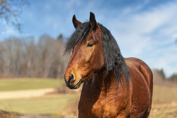 Portrait of a beautiful brown South German draft horse in spring outdoors