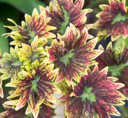 beautiful coleus life with yellow and red color