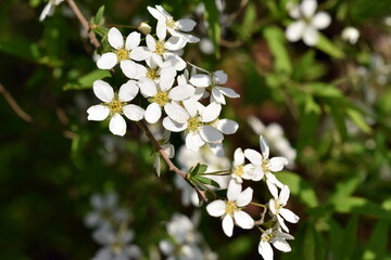 Zweig eines Thunberg Spierstrauchs im Frühling