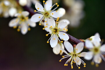 Zweig eines Thunberg Spierstrauchs im Frühling