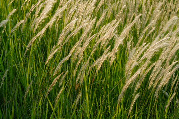 Tall grass background, white grass flower blowing by the wind.