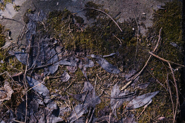 dry branches and leaves on the ground