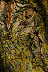 Tree bark, Natural moss texture wood background. Green moss.