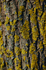 Tree bark, Natural moss texture wood background. Green moss.