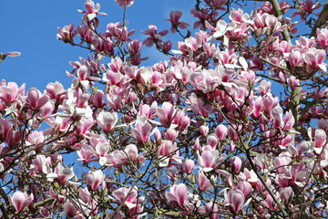 Magnolia ÔHot LipsÕ in flower