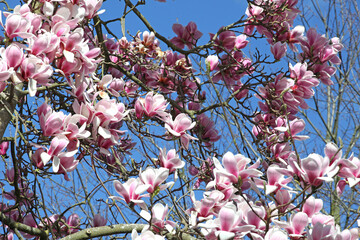 Magnolia ÔHot LipsÕ in flower