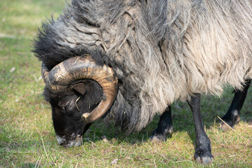 Close-up of a male traditional sheep in Germany, a Heidschnucke, with large round horns. The sheep eats grass in the pasture with closed eyes.
