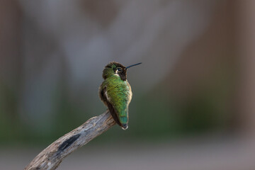 Costa's hummingbird resting on a branch
