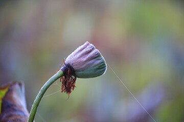 poppy seed pod