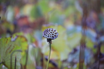 lotus flower stem in winter