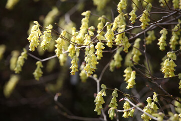 The dainty yellow flowers of Winter Hazel