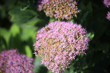 close up of lilac flowers