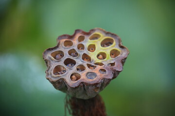 lotus seeds