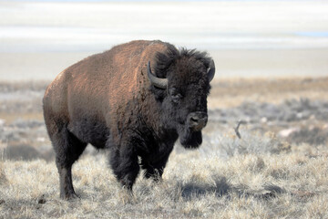 buffalo reaming at antelope island state park, Utah
