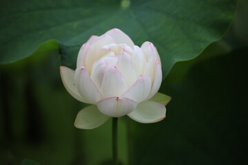 white lotus flower