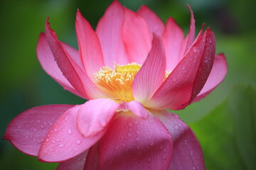 Obraz na płótnie Canvas close up of red/pink lotus flower