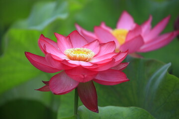 pink lotus flower