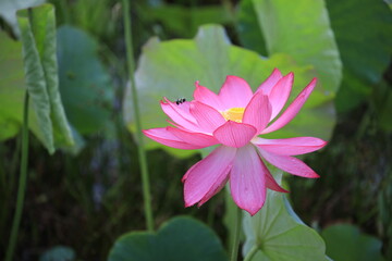 pink water lily