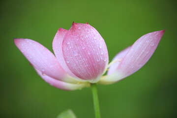 pink lotus flower