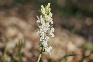 Corydalis cava early spring wild forest flowers in bloom, white flowering beautiful small plants