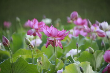white and pink lotos flowers in the pond