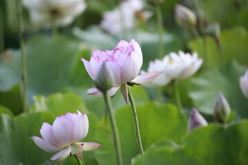 pink lotus flower