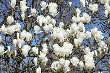 Magnolia denudata 'Giubiasco' in flower