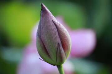 lotus flower close up