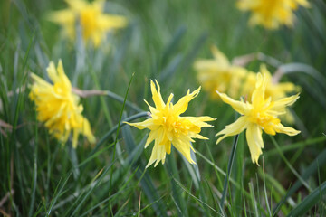 Yellow Narcissus 'Rip van Winkle' double daffodil in flower