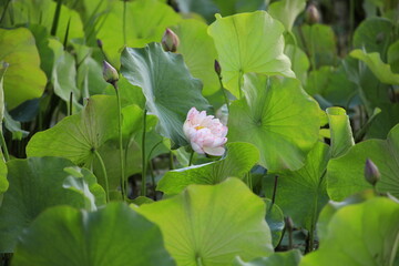 Obraz premium pink lotus flower