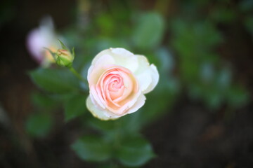 white/pink rose in garden