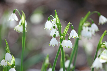 Loddon lily Ôsummer snowflakeÕ in flower.
