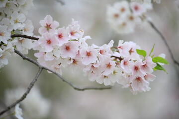 Obraz premium cherry blossom