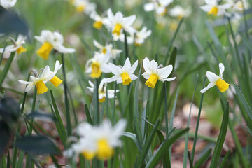 Yellow and white cyclamineus 'Jack Snipe' daffodils in flower