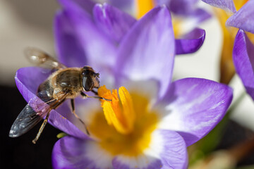 Honey Bee on purple Crocus Flower