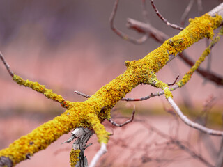moss stick