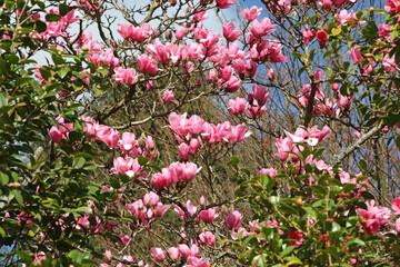 Magnolia ÔPeter DummerÕ in flower