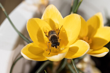 Honey Bee on yellow Crocus early on Spring.