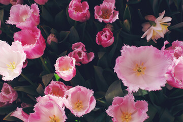 Pink tulips in blossom on sunny day in a garden